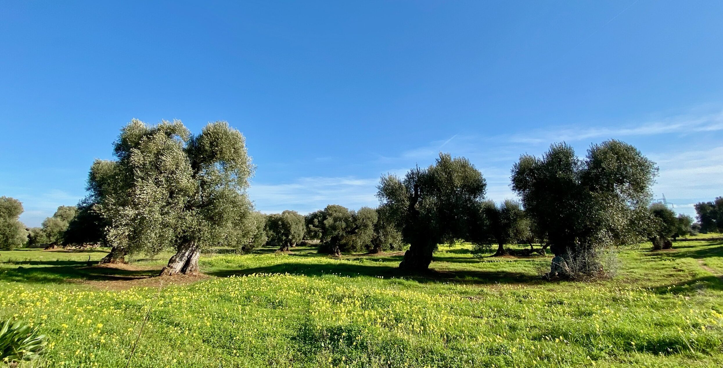 Uliveto_Ostuni_Discovery_